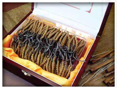 绥阳冬虫夏草回收